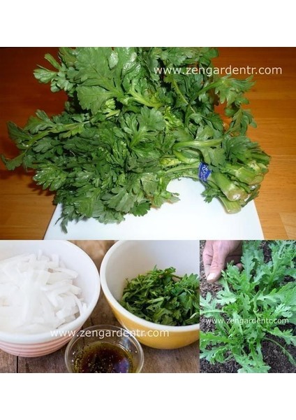 Chop Suey Tohumu Salad Shungiku Yenilebilir Yaprak ve Çiçekler