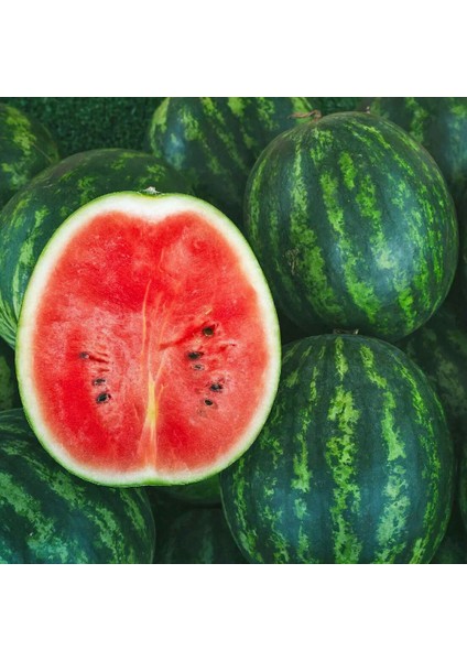 Dev Karpuz Tohumu Geleneksel Watermelon Florida Giant