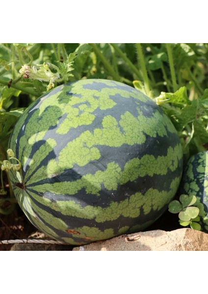 Dev Karpuz Tohumu Geleneksel Watermelon Florida Giant