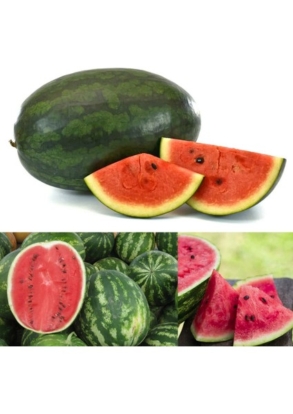 Dev Karpuz Tohumu Geleneksel Watermelon Florida Giant