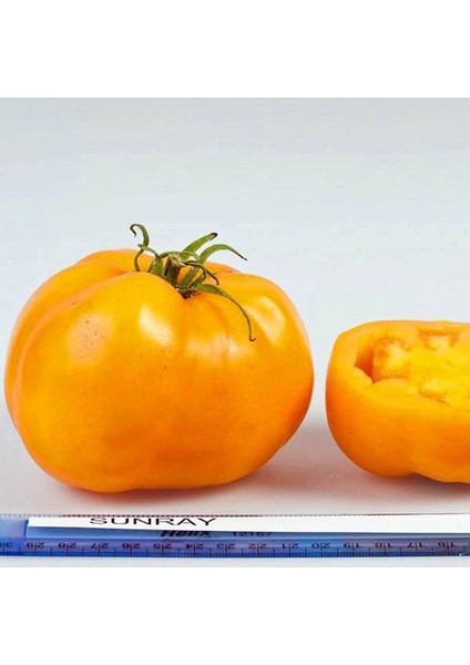 Sarı Domates Tohumu Golden Sunray Tomato Atalık modelleri