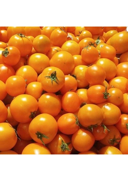 Sarı Domates Tohumu Golden Sunray Tomato Atalık fırsatları