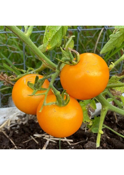 Sarı Domates Tohumu Golden Sunray Tomato Atalık indirimleri