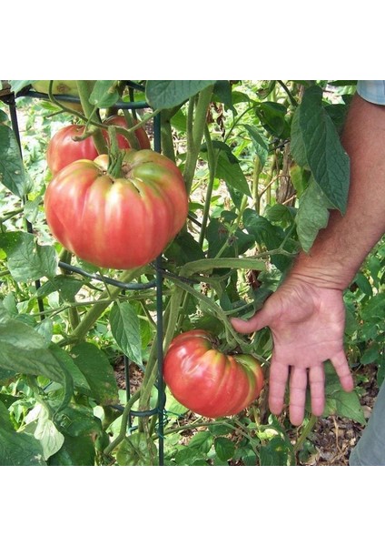 Atalık Pembe Kantar Domatesi Tohumu Her Biri 800 gr Sırık Tip