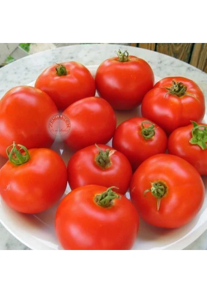 Erkenci Yayla Domatesi Tohumu Geleneksel Siberian Tomato