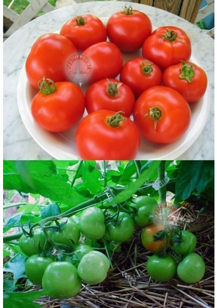 Erkenci Yayla Domatesi Tohumu Geleneksel Siberian Tomato