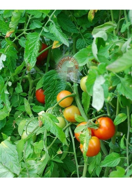 Erkenci Yayla Domatesi Tohumu Geleneksel Siberian Tomato