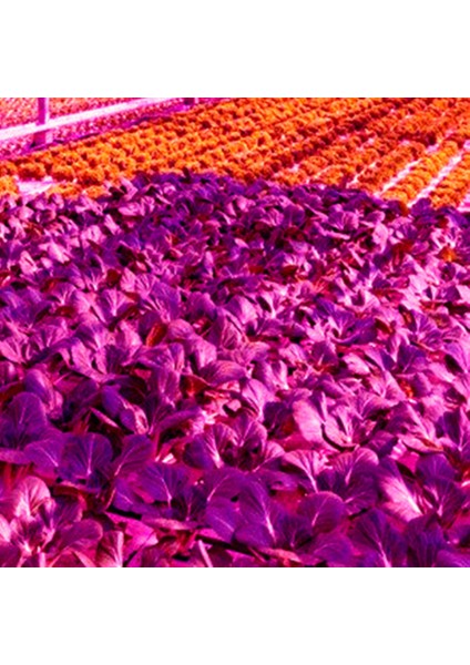 LED Büyümek Işık Tam Spektrum 5 V USB Büyümek Işık Şeridi 2835 LED Phyto Lambalar Bitkiler Için Sera Topraksız Büyüyen 100 cm (Yurt Dışından)