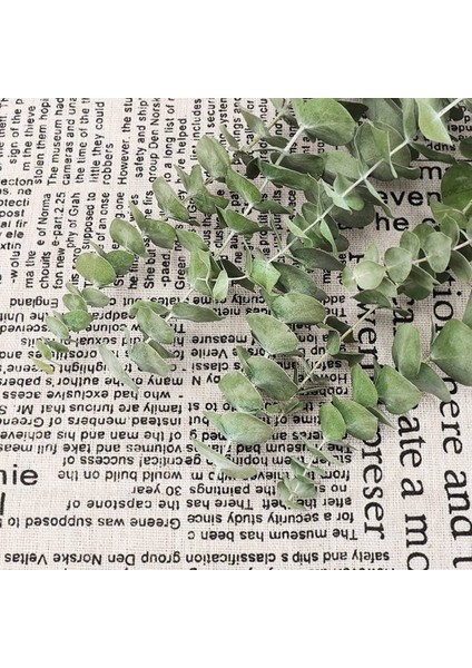 12 Adet Kurutulmuş Okaliptüs Dalları Yeşillik Kaynaklanıyor, 17 Inç 100% Canlı Okaliptüs Yaprakları Bitki Yeşillik Dekor (Yurt Dışından)