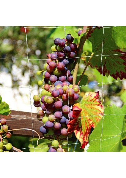 Bitkiler Tırmanma Ağı Çok Fonksiyonlu Ağır Hizmet Tipi Polyester Dış Mekan Için Pratik Bahçe Ağı (Yurt Dışından) fırsatları