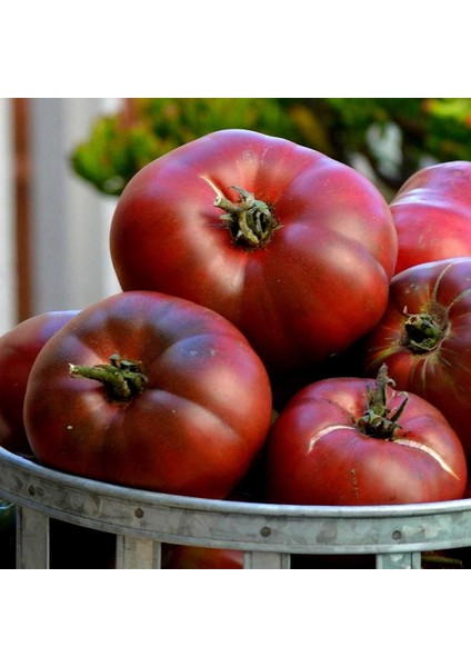 Siyah Karbon Domates Tohumu Geleneksel Carbon Tomato Seeds fiyatları