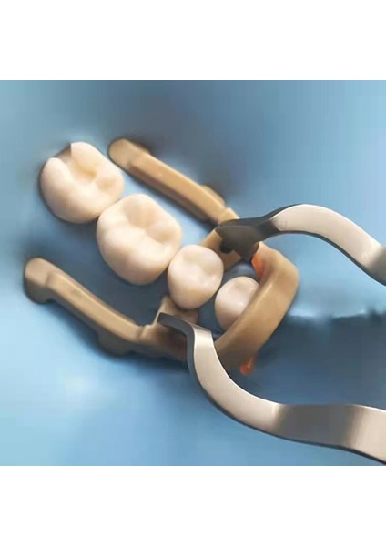 Distal Uzatma Premolar Kauçuk Diş Barajı Kelepçe Kauçuk Bariyer Klip Reçine Kelepçe Uzun Kısa Diş Hekimliği Diş Tamir Araçları (Yurt Dışından) fiyatları