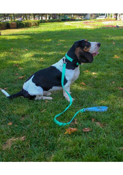 Su Geçirmez Biothane Köpek Tasması