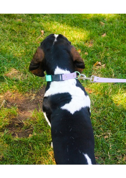 Su Geçirmez Biothane Köpek Tasması