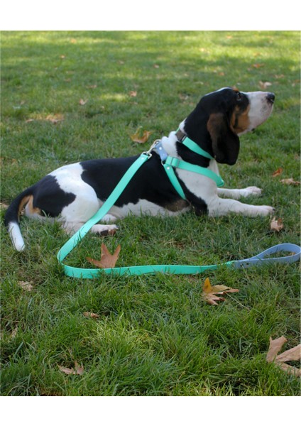 Su Geçirmez Biothane Köpek Göğüs ve Boyun Tasması Seti