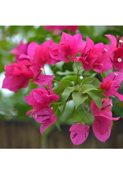 Tüplü Pembe Çiçekli Begonvil Fidanı(1m i1e 1.5m)