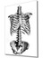 Insan Kemikleri Cam Tablo Human Bones 1