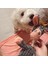 Peluş Köpek Oyuncakları, Dişleri Temizlemek Için Peluş Köpek Peluş Oyuncakları, Köpek Yavrusu Oyuncakları, Evcil Hayvanın Kaygısını ve Liliğini Etkili Bir Şekilde Giderebilir (Yurt Dışından) 4