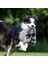 Stuffingless Köpek Oyuncak, Gıcırtılı Peluş Köpek Oyuncak, Küçük Orta Köpekler Için Stuffingless Köpek Çiğneme Oyuncağı - ,46CM (Yurt Dışından) 3