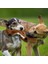 Stuffingless Köpek Oyuncak, Gıcırtılı Peluş Köpek Oyuncak, Küçük Orta Köpekler Için Stuffingless Köpek Çiğneme Oyuncağı - ,46CM (Yurt Dışından) 4