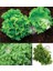 Kıvırcık Marul Tohumu Atalık Geniş Yapraklı Green Ice Lettuce 2