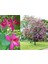 Mor Orkide Ağacı Tohumu Bauhinia Purpurea Butterfly Tree 4