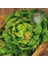 Mayıs Kraliçesi Marul Tohumu May Queen Lettuce 1