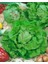 Mayıs Kraliçesi Marul Tohumu May Queen Lettuce 2