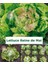 Mayıs Kraliçesi Marul Tohumu May Queen Lettuce 3