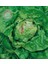 Mayıs Kraliçesi Marul Tohumu May Queen Lettuce 4
