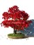 Keyaki Japanese Japon Zelkova Ağacı Tohumu 1