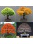 Keyaki Japanese Japon Zelkova Ağacı Tohumu 2