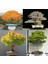 Keyaki Japanese Japon Zelkova Ağacı Tohumu 3
