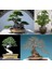 Ulmus Parvifolia Chinese Elm Çin Karaağacı Tohumu 4