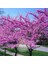 Erguvan Tohumu Kuzey Amerika Erguvanı Eastern Redbud Judas Tree Cercis Canadensis 1