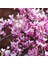 Erguvan Tohumu Kuzey Amerika Erguvanı Eastern Redbud Judas Tree Cercis Canadensis 4