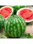 Kaliforniya Kan Karpuzu Tohumu Geleneksel Watermelon Crimson Sweet 5