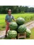 Dev Karpuz Tohumu Geleneksel Watermelon Florida Giant 1