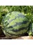 Dev Karpuz Tohumu Geleneksel Watermelon Florida Giant 4