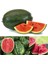 Dev Karpuz Tohumu Geleneksel Watermelon Florida Giant 5