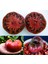 Siyah Karbon Domates Tohumu Geleneksel Carbon Tomato Seeds 3