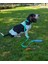 Su Geçirmez Biothane Köpek Tasması 3