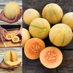 Zengarden Minyatür Minesota Kavun Tohumu Geleneksel Minnesota Midget Melon Heirloom Seeds