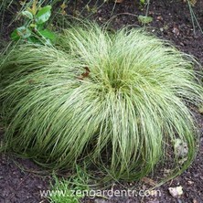 Zengarden Carex Albula Tohumu Çift Renkli Yapraklar