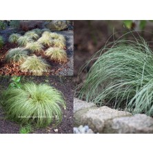 Zengarden Carex Albula Tohumu Çift Renkli Yapraklar