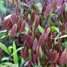 Zengarden Kazmantiyum Süs Çimi Tohumu Chasmanthium Latifolium