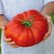 Zengarden Atalık Italyan Dev Domates Tohumu Söğüşlük