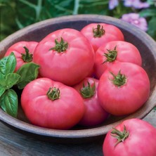 Zengarden Dev Ponderosa Pembe Domates Tohumu Ince Kabuklu Ponderosa Pink Beefsteak Heirloom Tomato