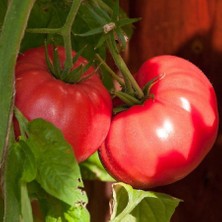 Zengarden Dev Ponderosa Pembe Domates Tohumu Ince Kabuklu Ponderosa Pink Beefsteak Heirloom Tomato