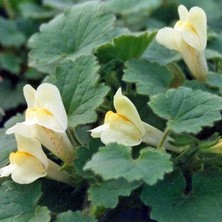 Zengarden Asarina Procumbens Tohumu Sarkan Aslanağzı Yerörtücü